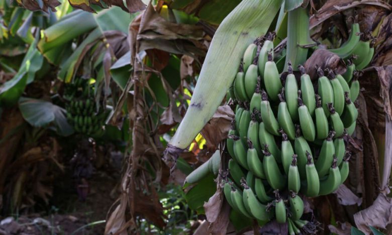 바나나는 밀, 쌀, 옥수수에 이어 세계에서 네 번째로 중요한 식용 작물로 꼽힌다. 게티이미지뱅크