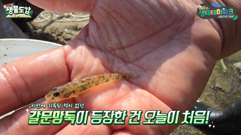 청계천에서 발견된 ‘갈문망둑’.  TV생물도감 영상 캡처