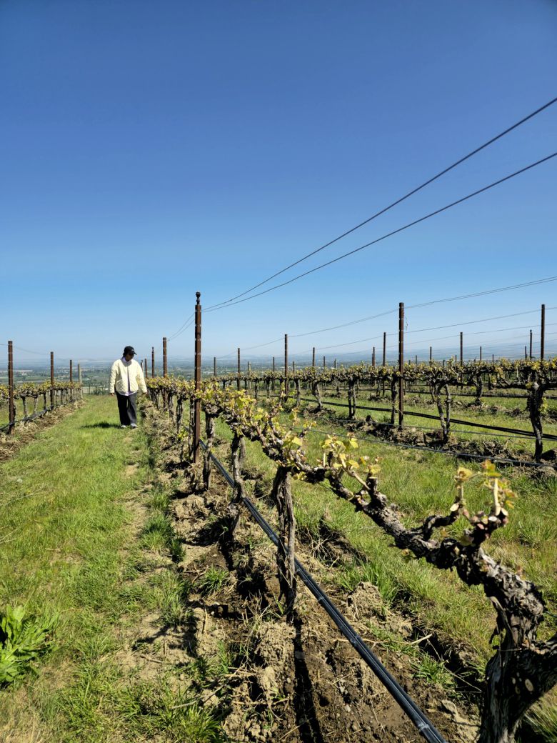 싹이 나기 시작한 레콜 넘버 41 퍼거슨 빈야드 포도나무를 살펴 보는Melissa Clubb.