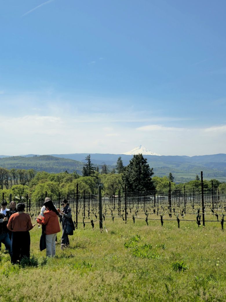 씬클라인 포도밭과 마운트 후드.