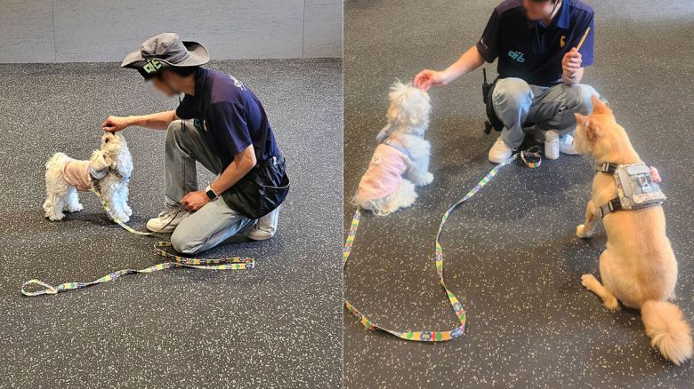 반려견 훈련 프로그램이 진행되고 있는 ‘클래스룸’. 투숙객들은 이곳에서 반려견에 관한 1대 1 고민상담 및 행동 교정 교육을 받을 수 있다. 이용 당일 1시간 전까지 홈페이지나 현장 예약을 하면 서비스를 이용이 가능하다. 박윤희 기자