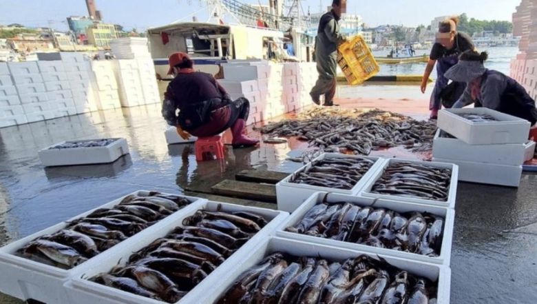 최근 동해안에서는 그동안 좀처럼 잡히지 않던 오징어 어획량이 점차 늘고 있다. 연합뉴스