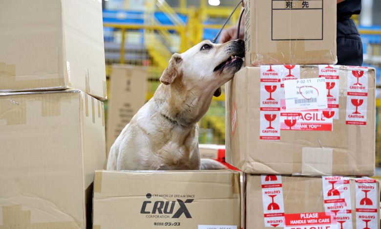 통관현장에서 탐지 활동을 하고 있는 마약탐지견 밀리(2019년생, 래브라도리트리버).