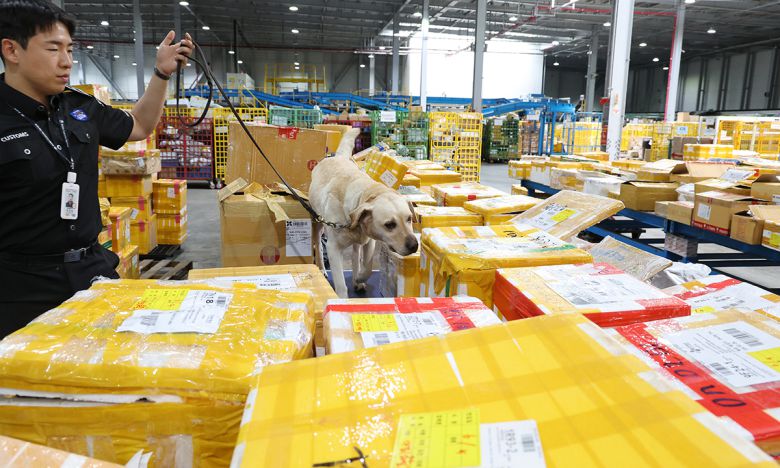 인천공항본부세관 특송물류센터 해외직구물품 통관현장에서 마약탐지견 밀리(2019년생, 래브라도리트리버)가 김근영 탐지조사요원과 탐지 활동을 하고 있다.