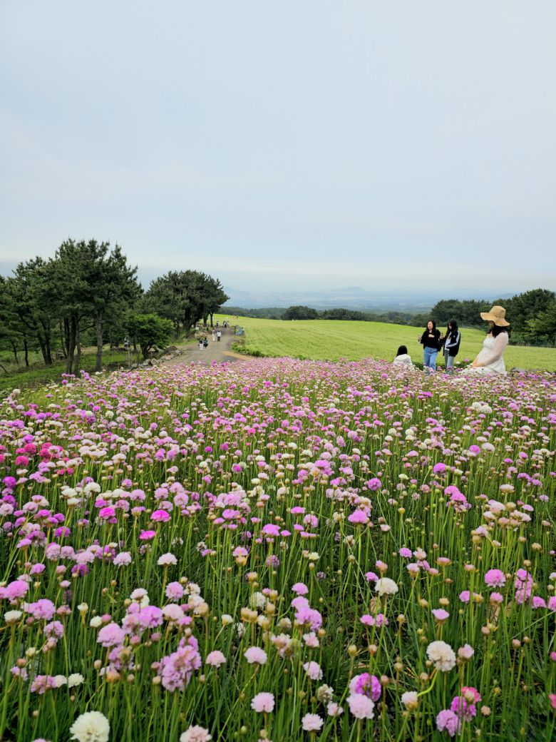 오라동 밀밭과 아르메니아.