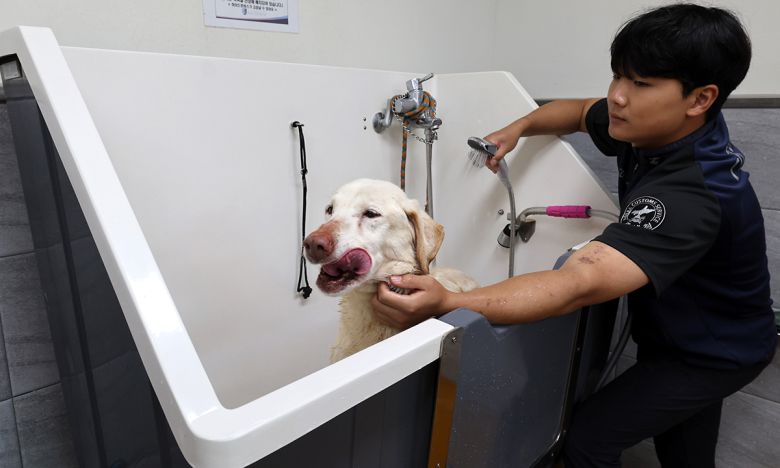 김동영 사양관리사가 벨라(2018년생, 래브라도리트리버) 목욕을 시켜주고 있다.
