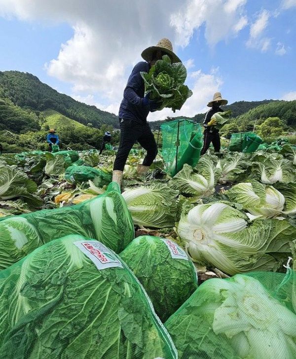 강원도 평창에서 여름 배추를 수확하고 있는 농민들. 연합뉴스