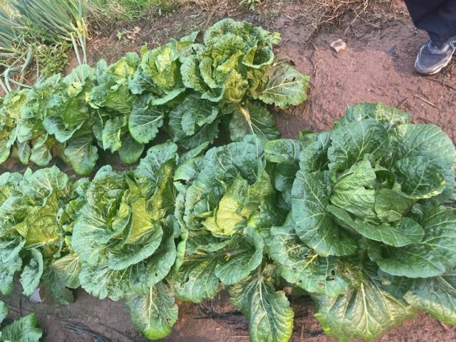 지난 5월 28일 경북 영양군 청기면의 한 배추 농가에서 우박 피해가 발생했다. 경북도 제공