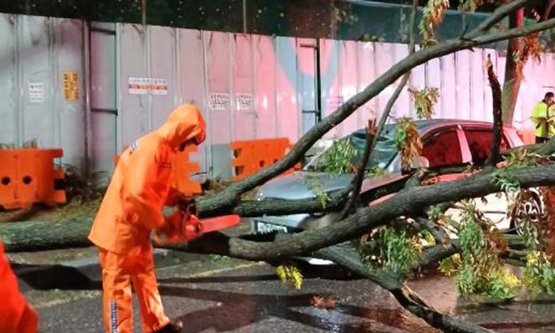 지난 19일 밤부터 20일 오후까지 인천에 많은 비가 내리면서 도로와 주택이 물에 잠기고 토사가 유출되는 등 피해가 속출했다. 사진은 도로 위에 쓰러진 나무. 연합뉴스