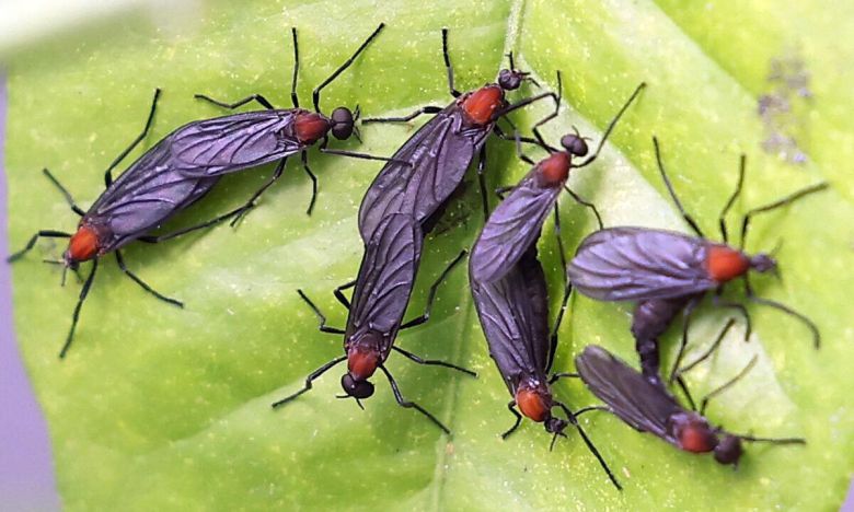 서울 서대문구 한 가정집 화분에 붙어있는 러브버그. 연합뉴스