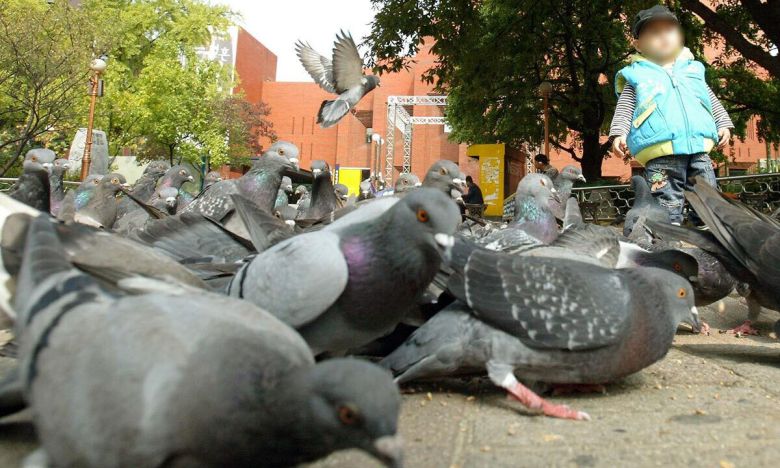 서울 대학로 마로니에 공원의 비둘기떼. 세계일보 자료사진