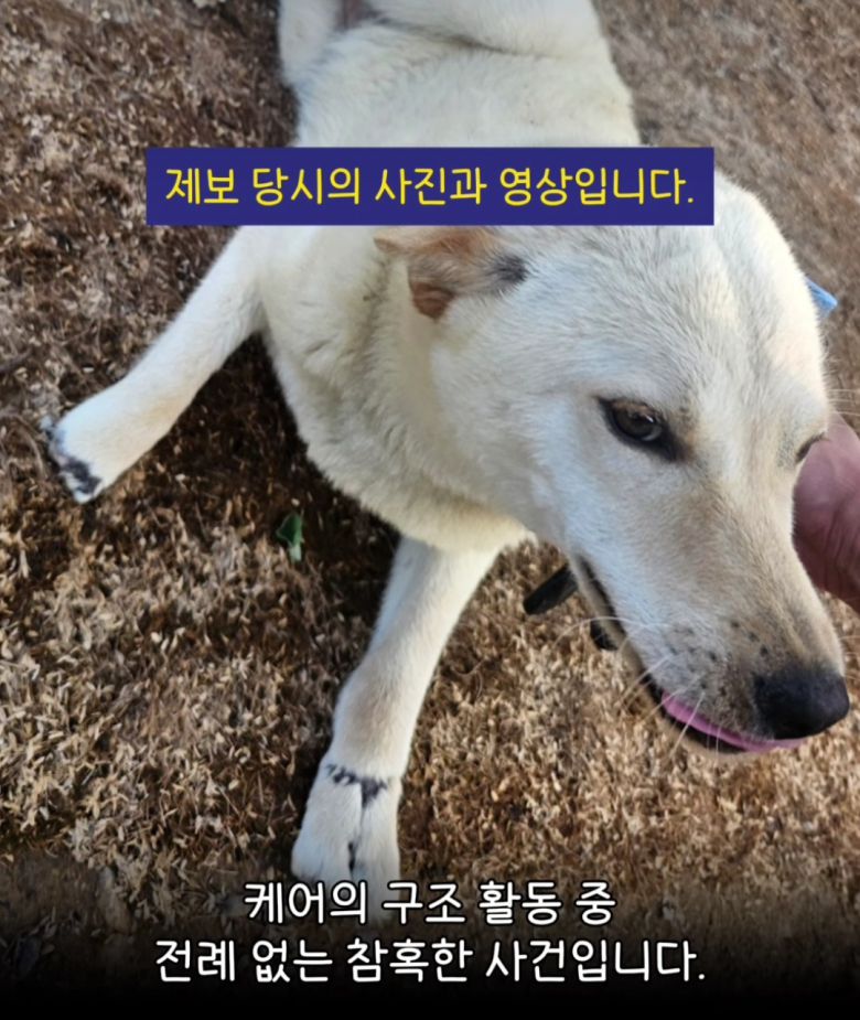 네 발이 잘린 채 발견돼 구조된 진돗개 백설이. 케어 SNS 캡처