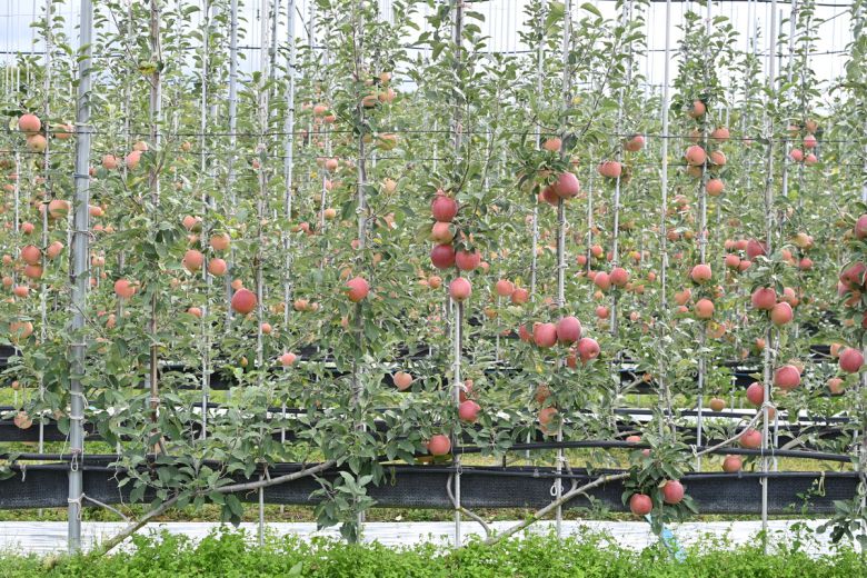 다축 재배 조성 사과.