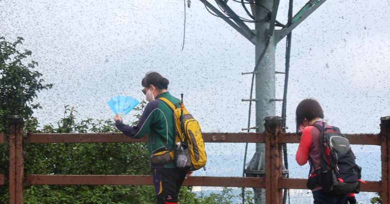 30일 인천 계양구 계양산을 찾은 등산객들이 날아다니는 러브버그로 불편을 겪고 있다. 인천=연합뉴스
