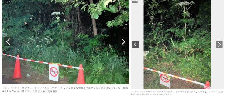 일본 삿포로 홋카이도대 캠퍼스에서 위험한 독초인 자이언트 하귀드 신고가 접수돼 해당 지역에 사람들의 출입을 금지했다. 아사히신문 사이트 캡처