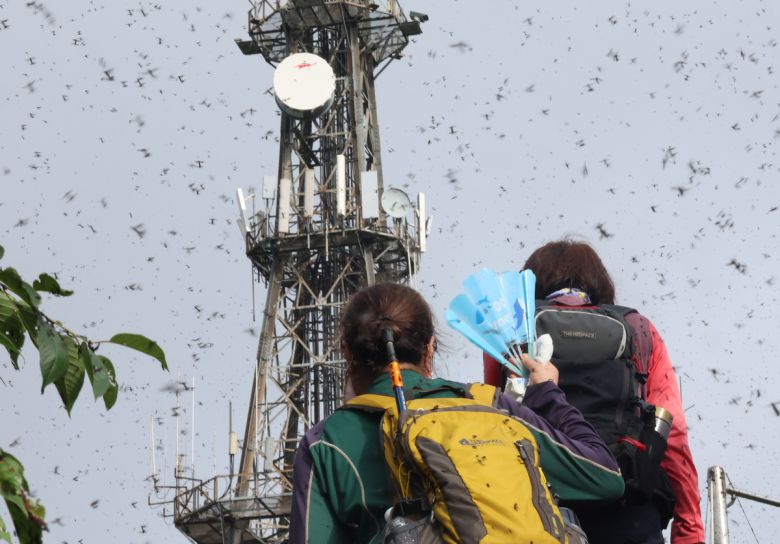 지난달 30일 오전 인천 계양구 계양산 정상에서 러브버그(붉은등우단털파리) 무리가 등산로와 등산객들에게 들러붙으며 불쾌감을 주고있다. 뉴시스