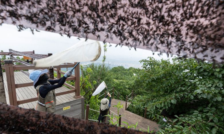 4일 환경부 및 소속기관 직원들이 인천 계양구 소재 계양산을 중심으로 활동 중인 러브버그 성체를 제거하기 위해 송풍기와 포충망을 활용해 방제 작업을 하고 있다. 환경부 제공