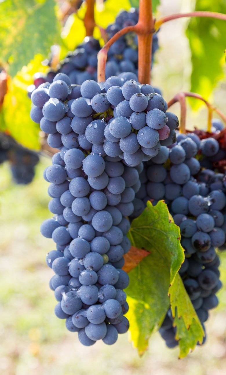 산지오베제 그로쏘. 브루넬로디몬탈치노협회