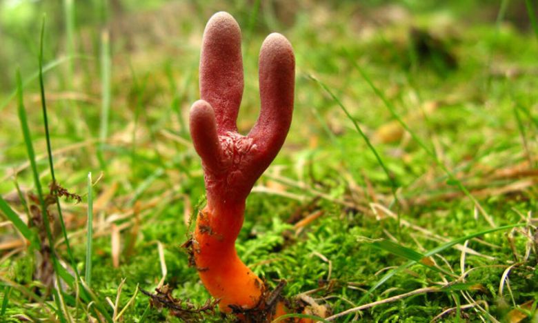 붉은사슴뿔버섯. 국립산림과학원