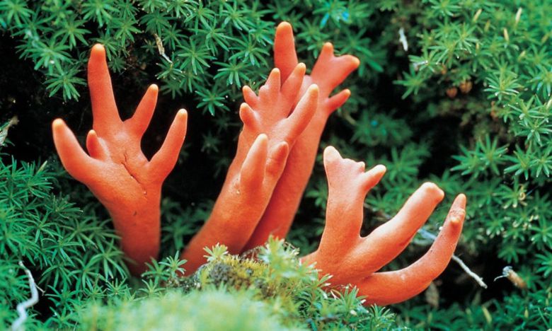 붉은사슴뿔버섯. 국립산림과학원