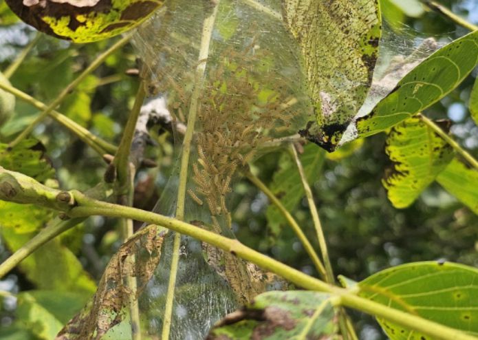 미국흰불나방 피해를 입은 나뭇잎. 산림청 국립산림과학원 제공