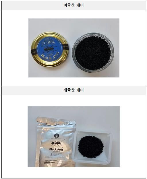 식품의약품안전처는 식품 원료로 허용되지 않은 ‘개미’를 사용해 음식을 조리·판매한 음식점 대표 A씨와 법인을 ‘식품위생법’ 위반 혐의로 검찰에 송치했다고 밝혔다. 사진은 미국산 개미. 식약처 제공