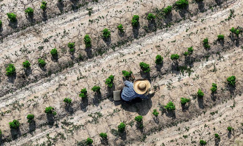 경북 고령군 다산면 한 밭이 메말라 갈라진 모습을 보이는 가운데 농민이 잡초 뽑는 작업을 하고 있다. 연합뉴스