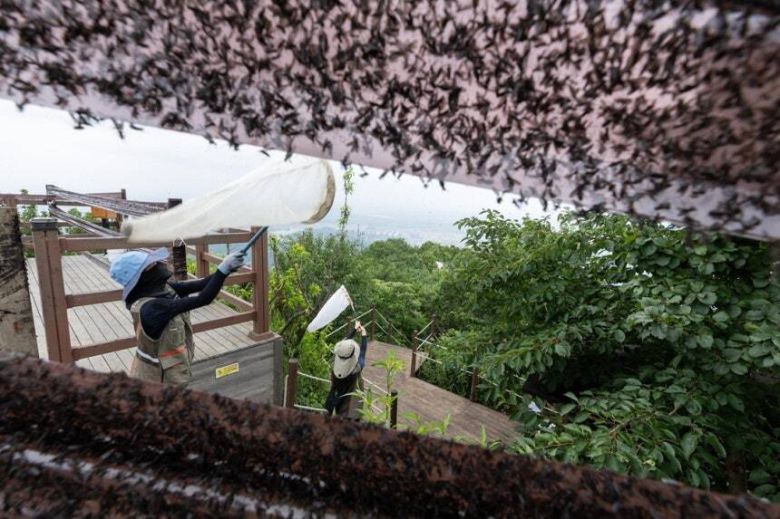 4일 환경부 및 소속기관 직원들이 인천 계양구 계양산에서 러브버그(붉은등우단털파리) 성체를 제거하기 위해 송풍기와 포충망을 활용하여 방제 작업을 하고 있다. 환경부 제공