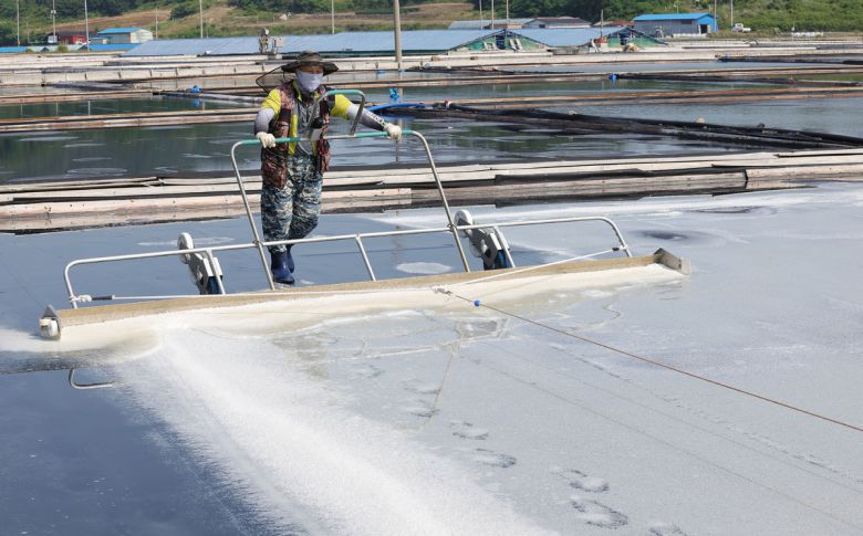 염부 전동길 씨가 신안 도초도 염전에서 소금을 긁어모으고 있다.