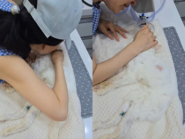 김정난이 반려묘를 떠나보내며 오열했다. 인스타그램 캡처.