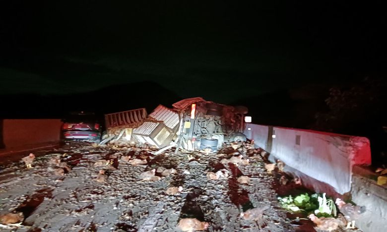 15일 문경 중부내륙고속도로에서 발생한 교통사고로 화물차에 실린 닭이 밖으로 쏟아져 나와 도로가 막혀 있다. 경북소방본부 제공