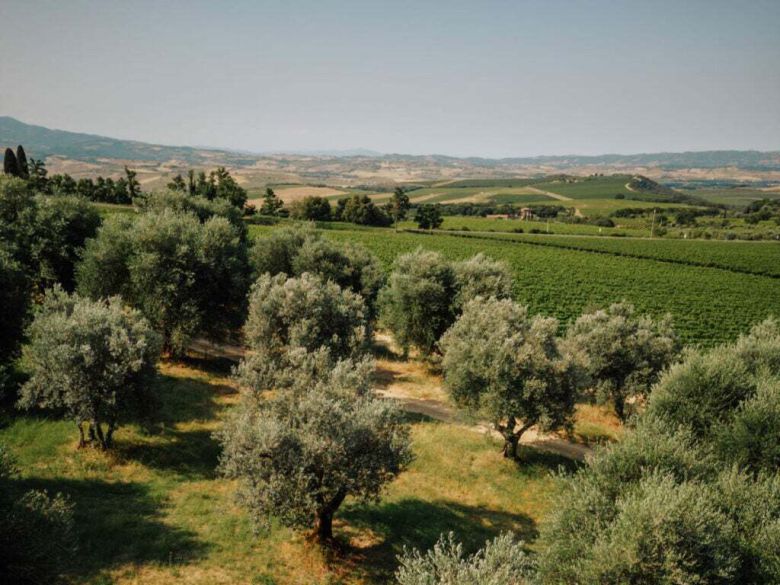몬탈티노 남서쪽 포도밭 발 디 수가 비냐 스푼탈리.