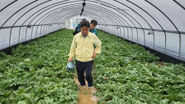 박정현 충남 부여군수가 집중호우로 침수 피해를 본 수박재배 비닐하우스를 살펴보고 있다. 부여군 제공