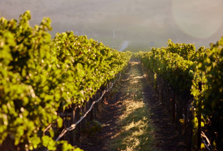 스택스 립 S.L.V. 빈야드. 홈페이지