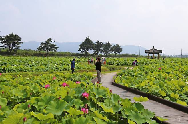 동궁과월지 연꽃단지.
