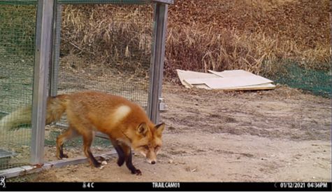 복원시설 출입문을 통해 적응 중인 붉은여우. 환경부