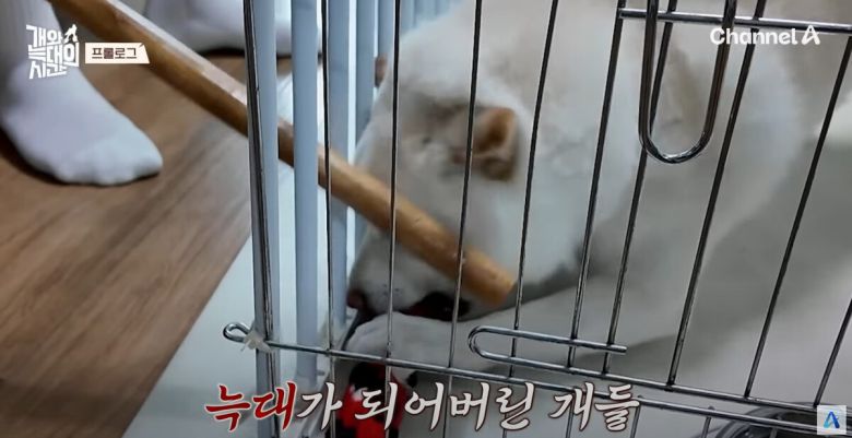 강형욱이 반려견 솔루션에 나섰다. 유튜브 채널 'play 채널A' 영상 캡처