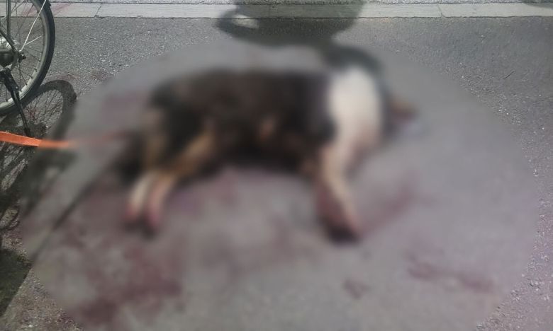 22일 오후 8시쯤 천안시 신부동 천안천 자전거도로와 산책로에서 전기자전거에 매달려 끌려가다 심한 부상을 입고 피를 흘리고 쓰러진 채 발견된 러프콜리.