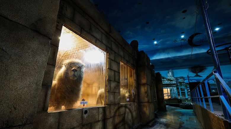 대구 수성구 한 실내 동물원 사육장에 갇혀있는 백사자들. 2024년 6월 구조됐다. 연합뉴스