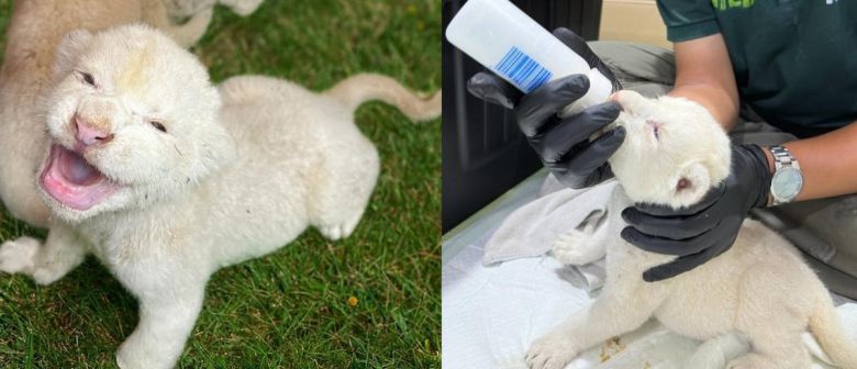 백사자 레오와 레아 사이에서 태어난 아기 사자들. 수컷 1, 암컷 2, 총 3마리다. 스파밸리 네이처파크 제공