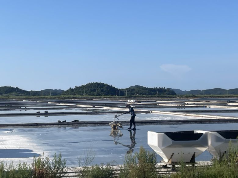 전동 대파기로 소금을 채집하는 모습.