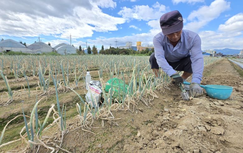 최악 가뭄에 농업용수 공급이 중단된 가운데 지난 1일 강원 강릉시 한 대파밭에서 농민이 작업을 하고 있다. 강릉=연합뉴스