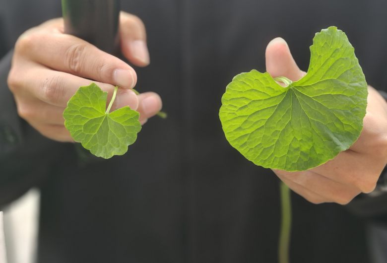 기존 병풀보다 2∼4배가량 큰 자이언트 병풀(오른쪽).