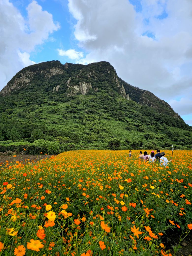 산방정원 황화 코스모스.