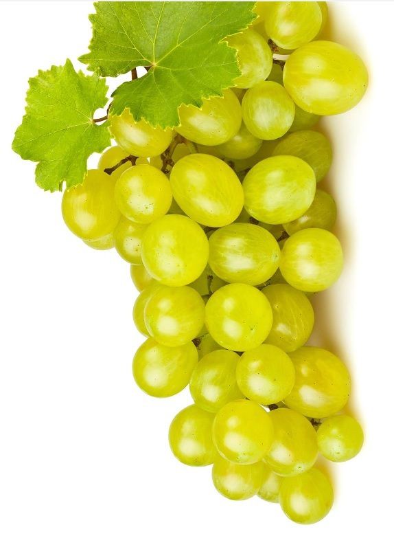 글레라. 프로세코DOC협회