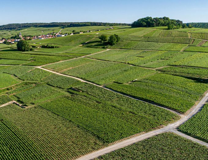롬바흐 프리미에 크뤼 포도밭. 홈페이지