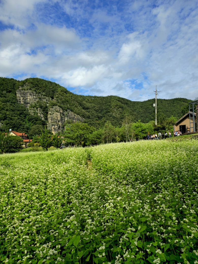 맹개마을 메밀밭.