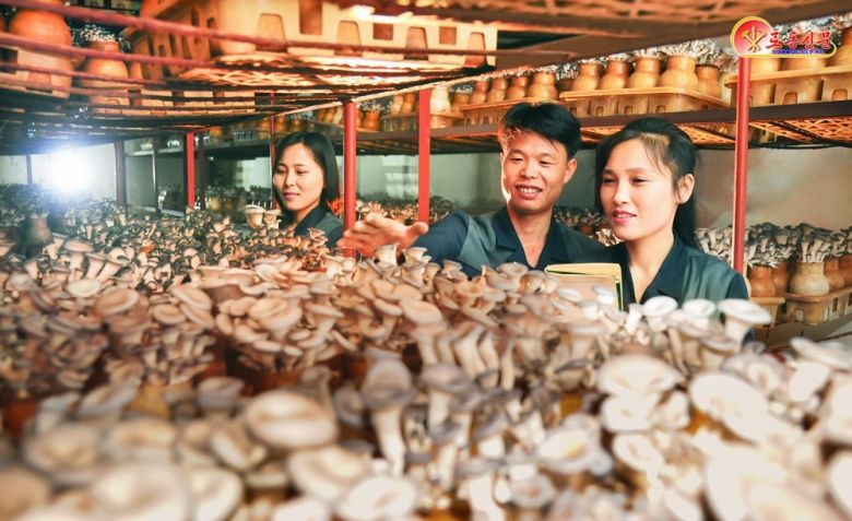 북한 노동당 기관지 노동신문은 31일 "각지 버섯공장들에서 선진적인 기술을 적극 받아들여 버섯생산을 부단히 늘여나가고 있다"고 보도했다.