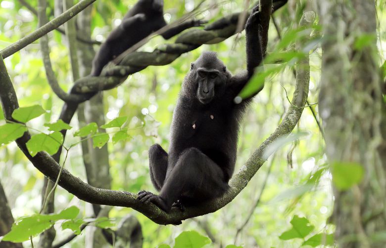 탕코코국립공원, 셀카 원숭이로 유명한 크레센트 블랙 마카크(검은원숭이)