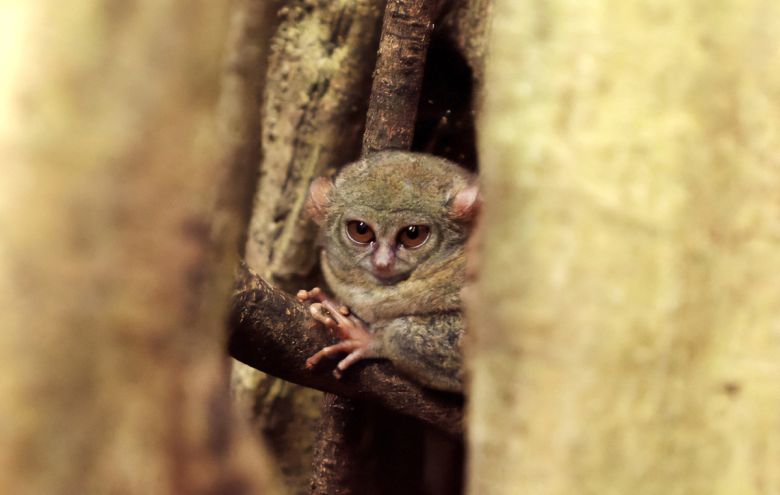 탕코코국립공원, 세상에서 가장 작은 타르시우스 안경원숭이